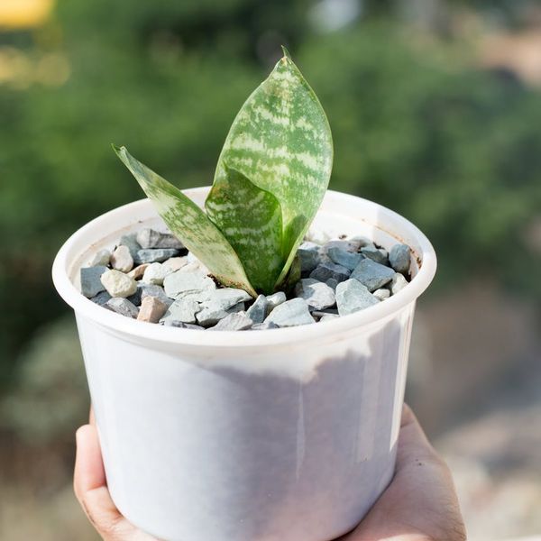 A small green plant in a zen environment.